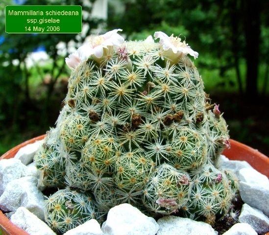 Mammillaria _schiedeana ssp.giselae _01